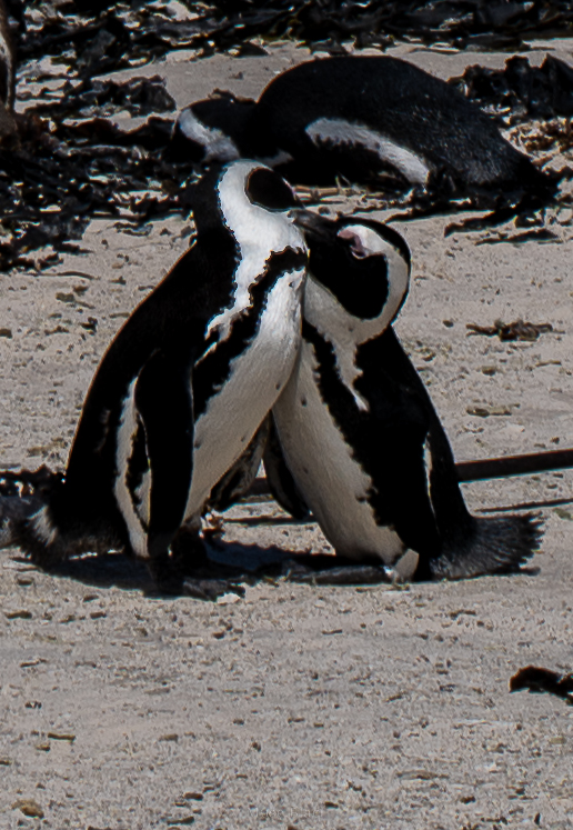 Pengins boulder Beach South Africa-11